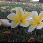 Plumeria (Frangipani)