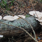 kidney-shaped polypore
