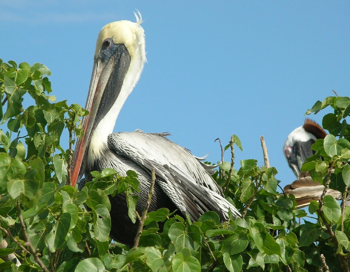 pelícano pardo - brown pelican