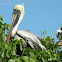 pelícano pardo - brown pelican