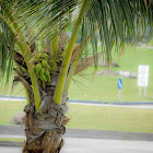 Coconut Palm