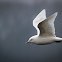 Ivory Gull