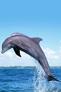 Penguin and Dolphin Wallpaper Screenshots 22
