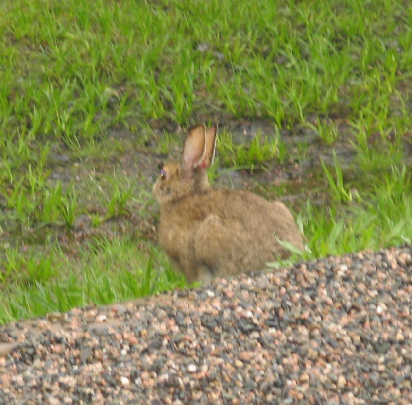 Eastern Cottontail Rabbit