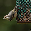 Brown-headed nuthatch