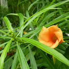 Orange Oleander