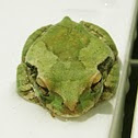 Mexican tree frog