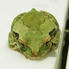 Mexican tree frog