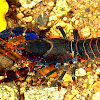 Mount Lewis Spiny Crayfish