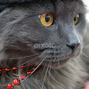 Some EYES ! by Corinne Noon - Animals - Cats Portraits