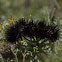 Unknown Fuzzy Black Caterpillar