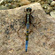 Two-Striped Skimmer male