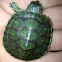 Red ear slider turtle