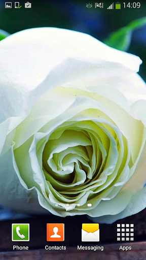 免費下載個人化APP|White Rose Live Wallpaper app開箱文|APP開箱王