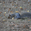 Gray Squirrel