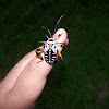 Thasus bug