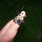 Thasus bug