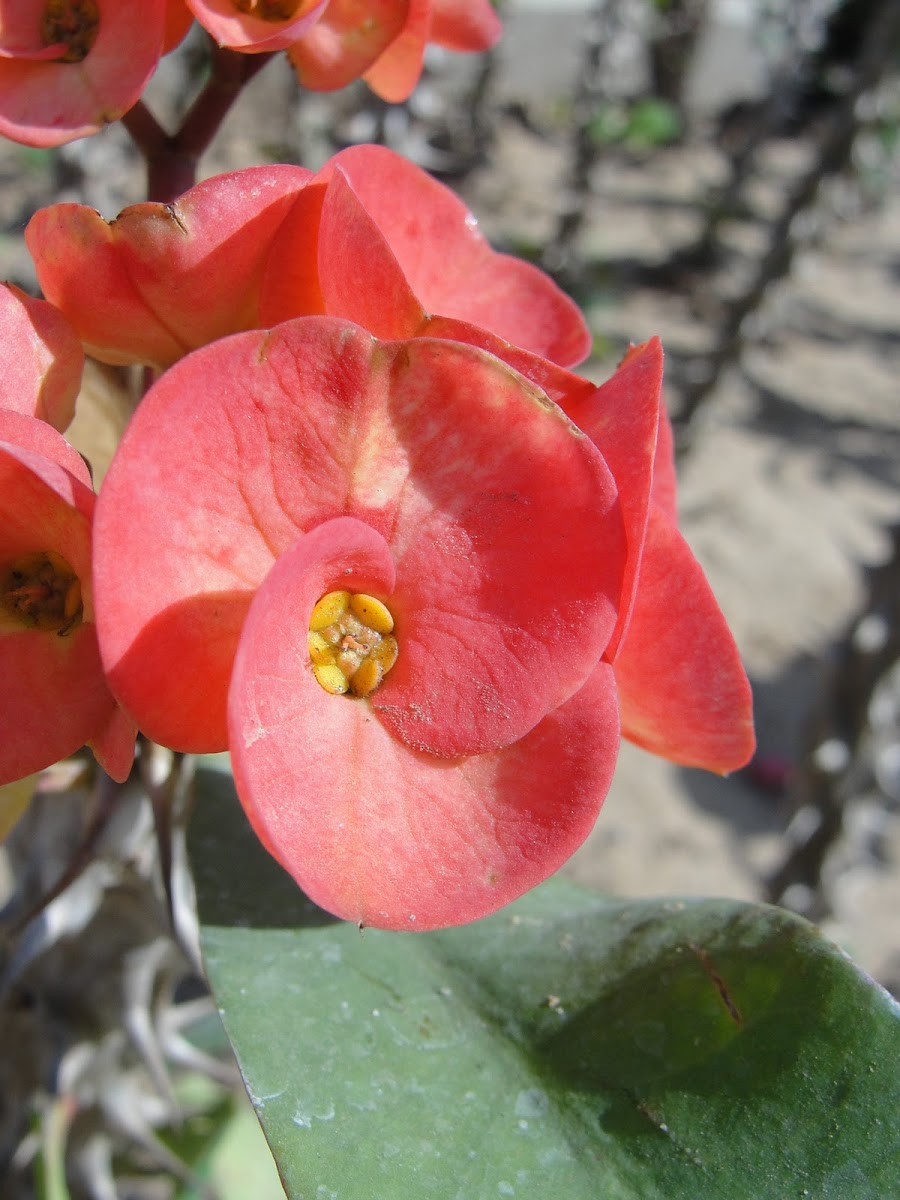 Crown of Thorns Plant
