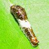Eastern Tiger Swallowtail Caterpillar
