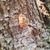Cicada Shell on the trail