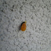 Seven Spotted Ladybird Beetle (Pupa)