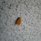 Seven Spotted Ladybird Beetle (Pupa)
