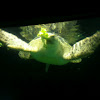 Loggerhead sea turtle - tartaruga marina