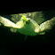 Loggerhead sea turtle - tartaruga marina