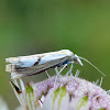 Catoptria moth