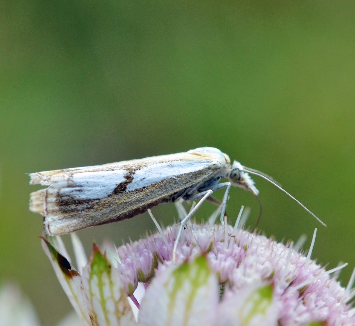 Catoptria moth