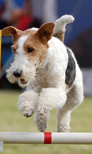 Fox Terrier Jigsaw Puzzle