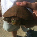 Red eared slider