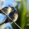 The Red-vented Bulbuls