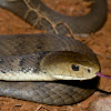 Rough-scaled Snake