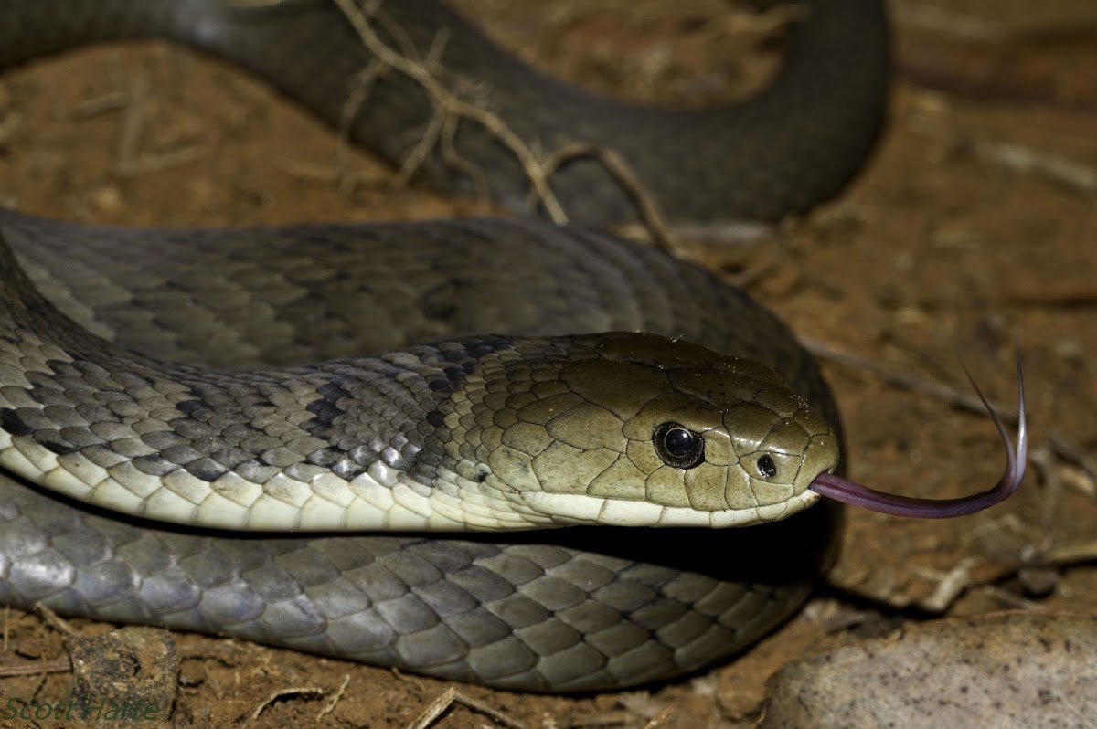 Rough-scaled Snake