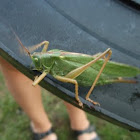 Great Green Bushcricket