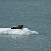 Harbor Seal