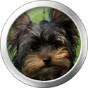 Yorkshire Terrier Theme logo
