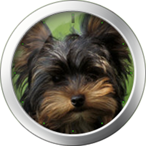 Yorkshire Terrier Theme 1.0