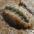 Chiton