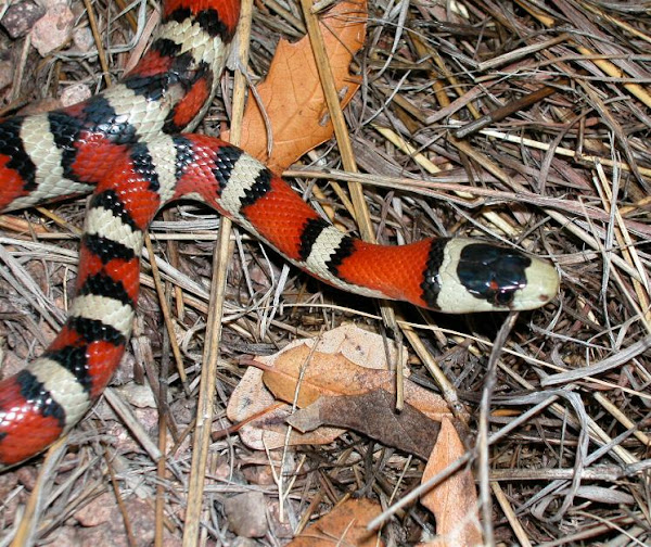 Arizona mountain kingsnake | Project Noah