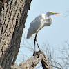 Great Egret