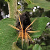 Arctiid Moth Caterpillar