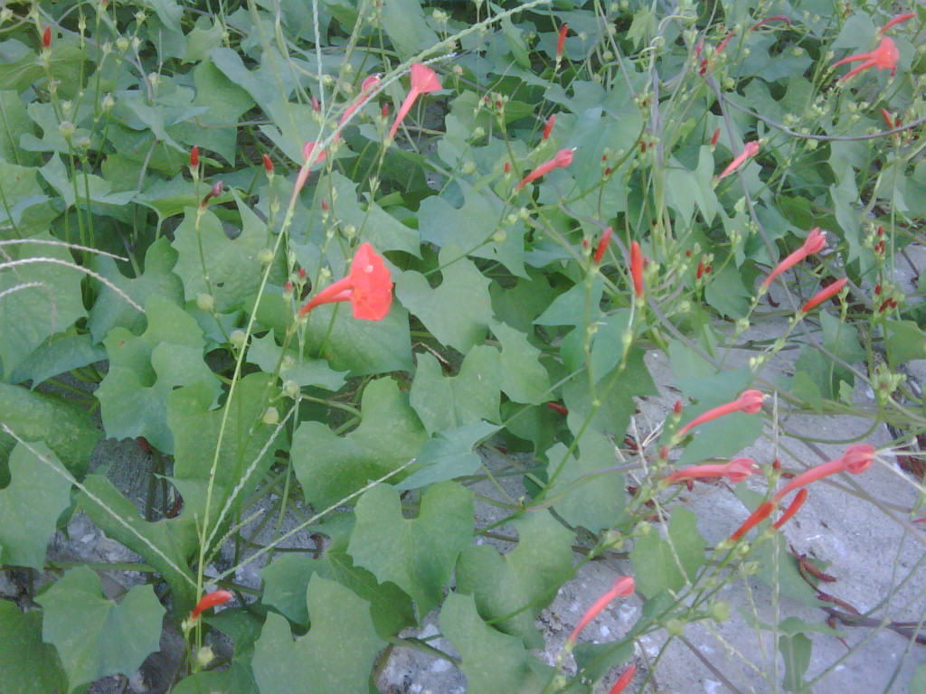 Small Red Morning Glory
