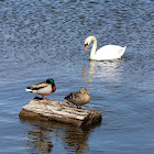 Mute Swan and Mallards
