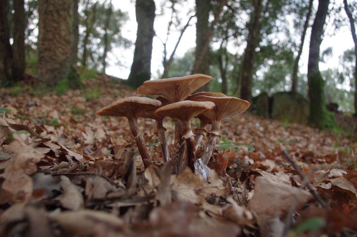 Stump mushroom