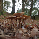 Stump mushroom