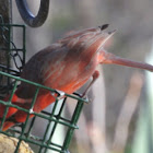 Northern Cardinal         Male