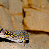 New Velvet gecko