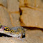 New Velvet gecko